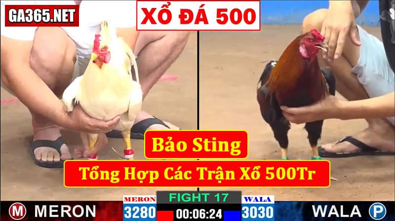Bảo Sting Xổ 500