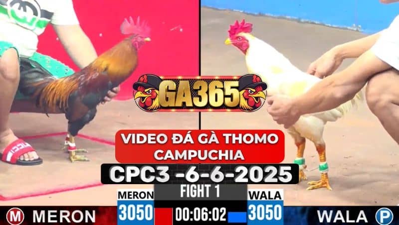 Video Đá Gà Thomo Campuchia Tại CPC3 Ngày 6/6/2025